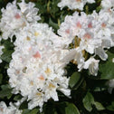 Cunningham White Rhododendron Shrubs