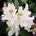 Cunningham White flower evergreen flowering in bloom