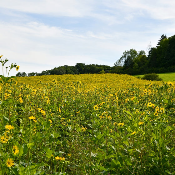 Cup Plant growing in a sunny native planting with tall upright stems and yellow summer flowers