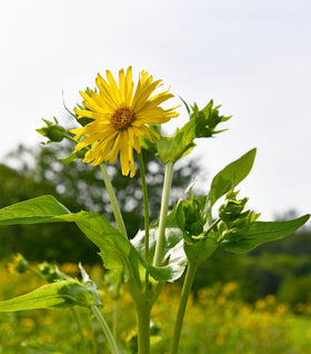 Cup Plant