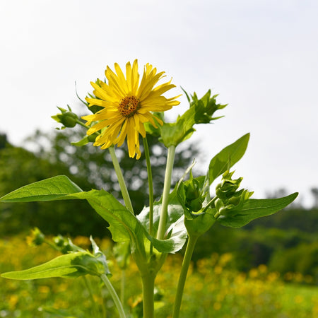 Cup Plant