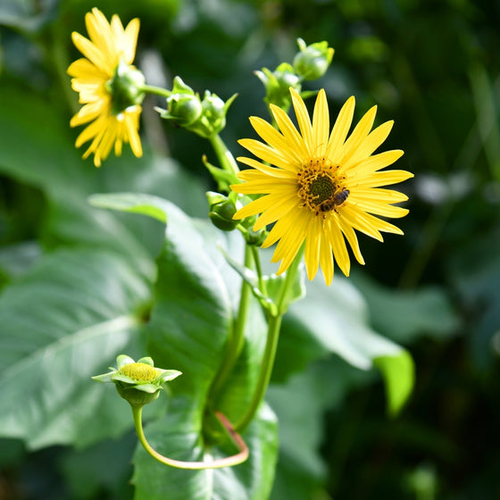 Cup Plant planted in a pollinator border or rain garden with native grasses and companion perennials