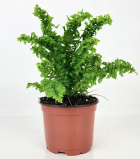 Curly Boston Fern