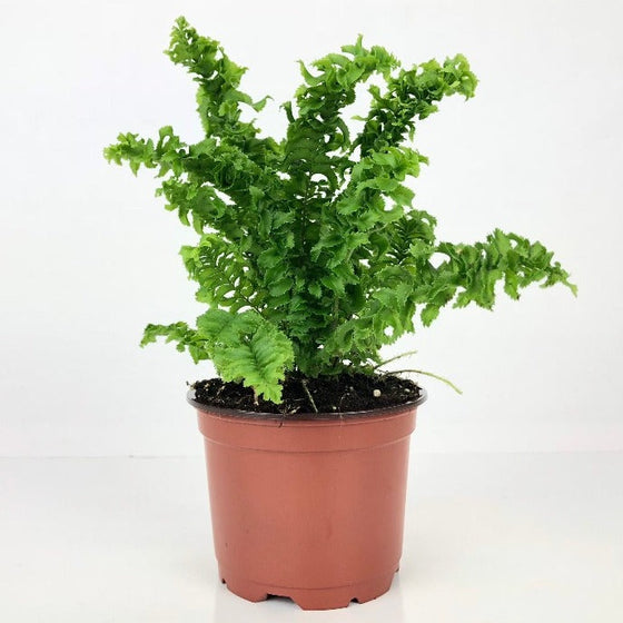curly leaved boston fern in pot
