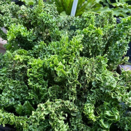 curly leaves of curly boston fern with dark green foliage
