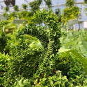 curly leaves of curly boston fern with dark green foliage