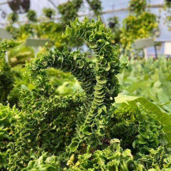 curly leaves of curly boston fern with dark green foliage