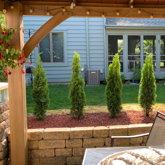 3-4 ft tall emerald green arborvitaes planted around a gazebo and lined with red mulch