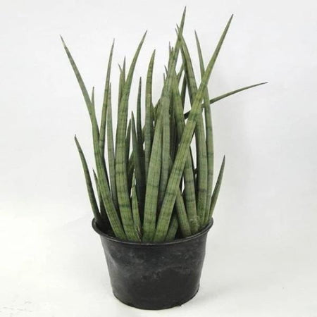 cylindrical snake plant stomata Cylindrical Snake Plant