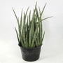 Cylindrical Snake Plant has rounded upright leaves that are grayish-green in color