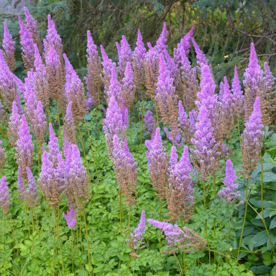 Astilbe Purple Candles blooming with upright magenta-purple flower plumes