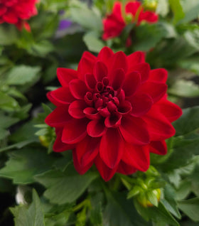 Dahlia Novation Red