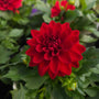 Novation red deep red dahlia blooming early spring annual