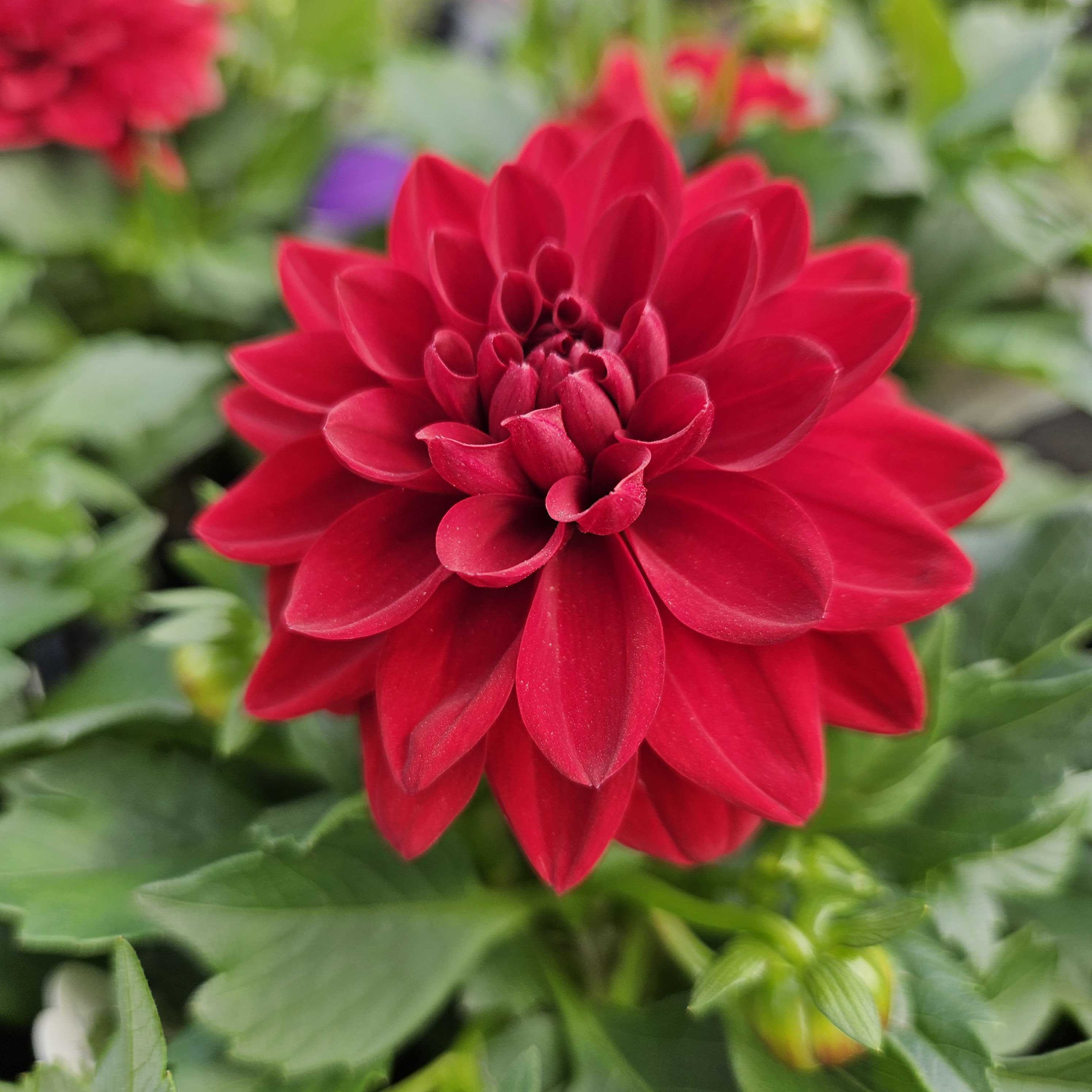 Dahlia Novation Red for Sale