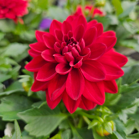 close up of vibrant red dahlia in bloom