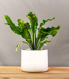 Dahlia' Round Ceramic Pot