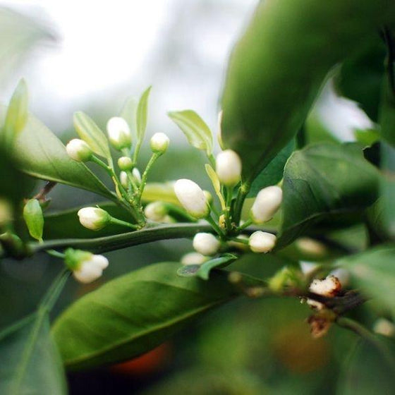 dancy tangerine tree white flowers with green foliage. blurred background