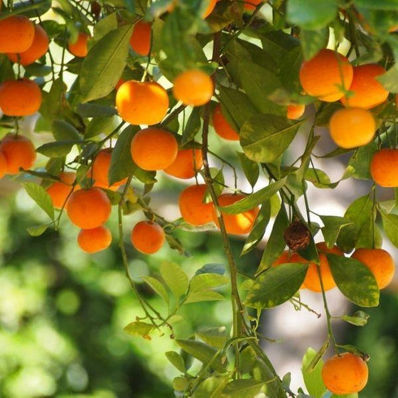 dancy tangerine tree with orange tangerines on branches with green foliage