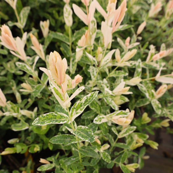 Closer look on a Dappled Willow Japanese shrub
