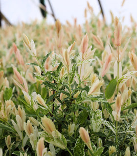 Tri-colored Dappled Willow