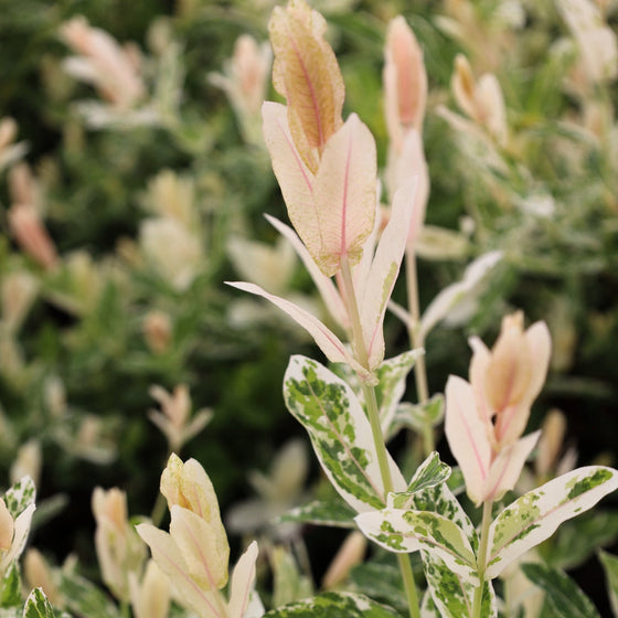 Dappled Willow foliage close up