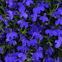 Close up of the blue flowers of Magadi Dark Blue Lobelia