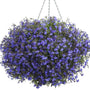 Magadi Dark Blue Lobelia in a hanging basket