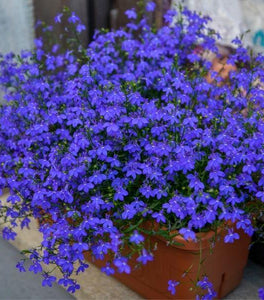 Dark Blue Lobelia
