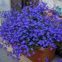 Magadi Dark Blue Lobelia Hanging Basket with little bright blue flowers