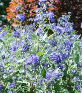 Dark Knight Caryopteris