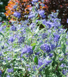 Dark Knight Caryopteris