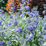 Silver-gray foliage on Dark Knight Bluebeard in a sunny border
