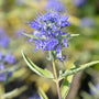 Close-up of Dark Knight Bluebeard Blooms