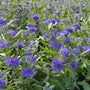 Dark Knight Bluebeard with deep blue late-season flowers and silver-gray foliageleaves