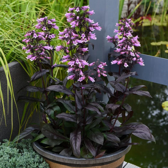 Dark Towers Penstemon used in a decorative planter