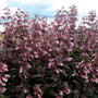 Penstemon Dark Towers blooming in a sunny perennial border with burgundy leaves and upright flower spikes