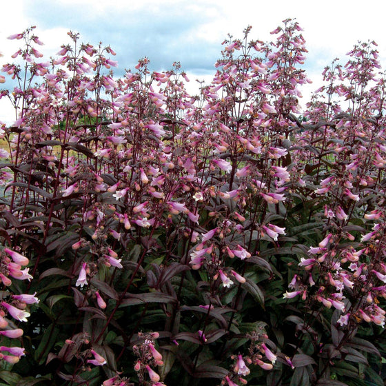 Penstemon Dark Towers blooming in a sunny perennial border with burgundy leaves and upright flower spikes