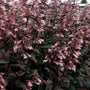 Close-up of Dark Towers Penstemon flowers showing pink tubular blooms above dark wine-red foliage