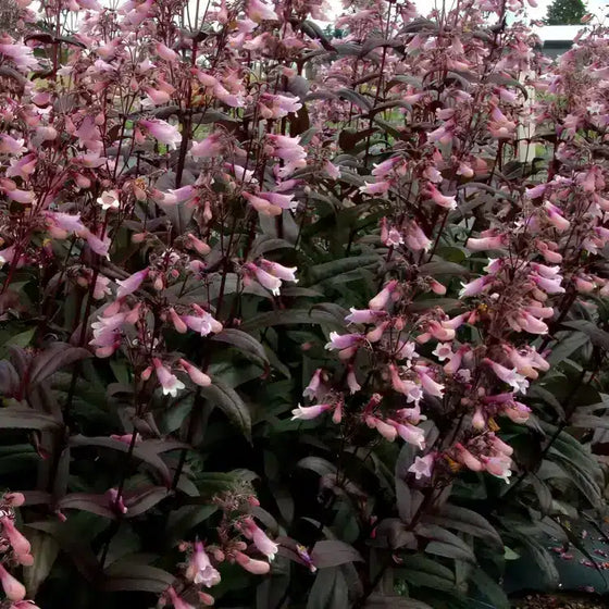 Close-up of Dark Towers Penstemon flowers showing pink tubular blooms above dark wine-red foliage