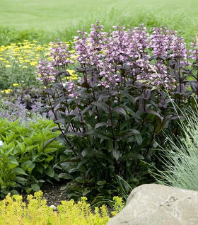 Dark Towers Penstemon