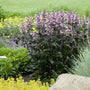 Dark Towers Penstemon with burgundy foliage and pale pink tubular flowers blooming in a sunny pollinator garden