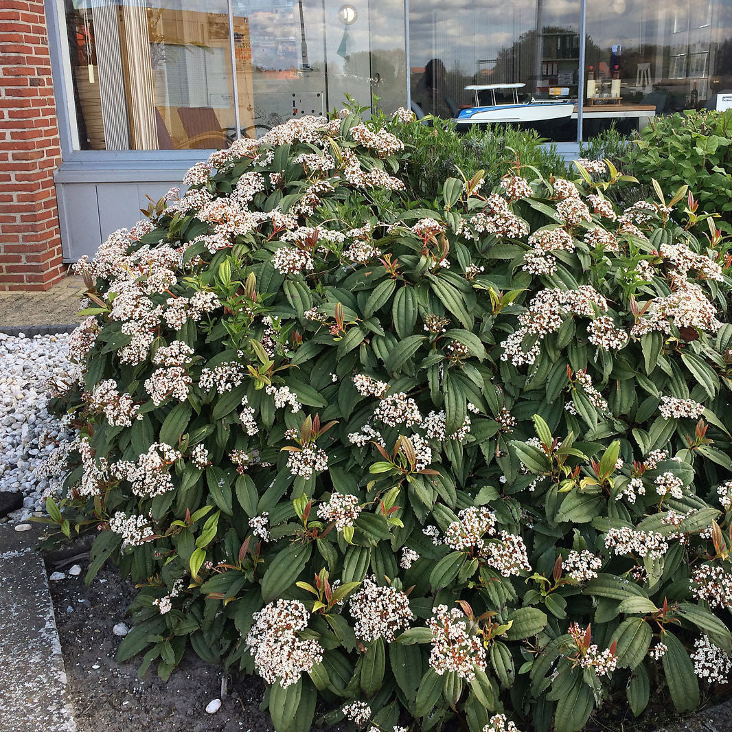 David Viburnum
