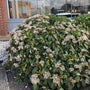 David Viburnum with dark green glossy three-veined foliage in a foundation planting