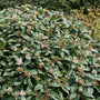 David Viburnum white spring flower clusters above leathery evergreen leaves
