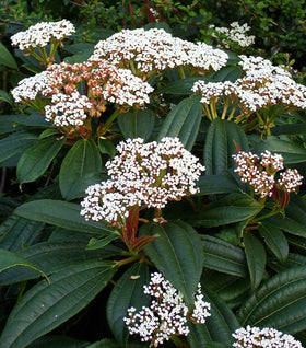 David Viburnum