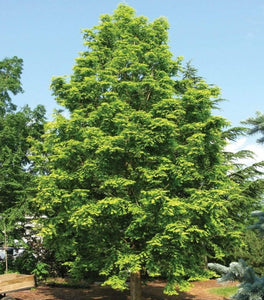 Amber Glow™ Redwood Tree for Sale - Buying & Growing Guide 