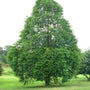 established Dawn Redwood tree with full foliage