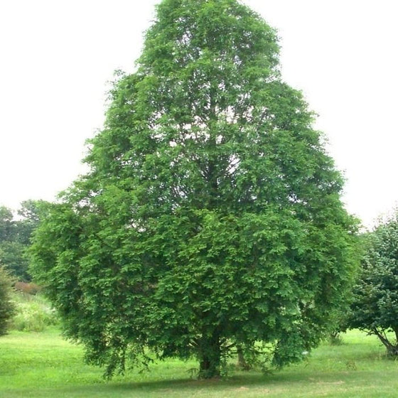 established Dawn Redwood tree with full foliage