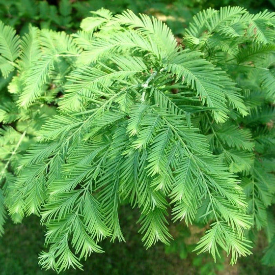 Close up of Dawn Redwood Tree vibrant evergreen foliage