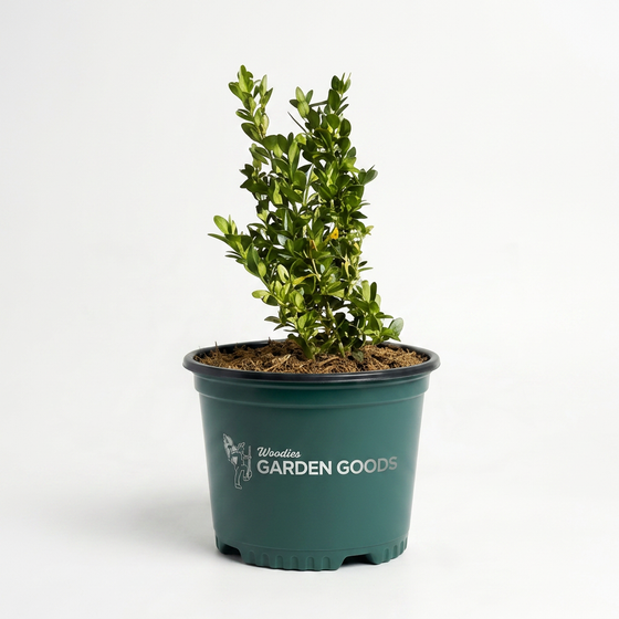 Dee Runk Boxwood